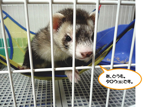 あ、どうも。タロウです。