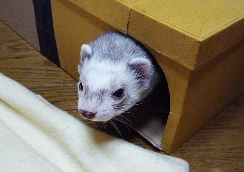 お久しぶりです