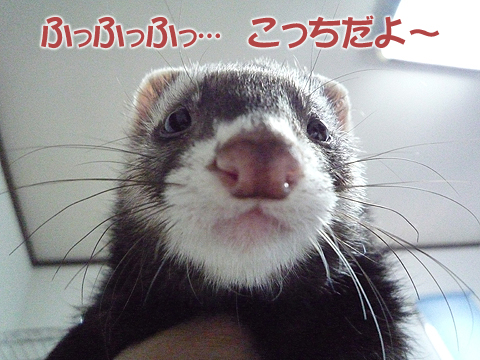 これぞイリュージョン