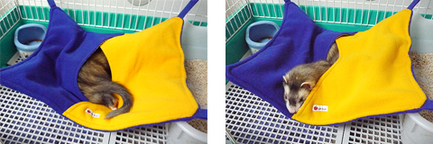 入ったり、出たり、ラジバンダリ