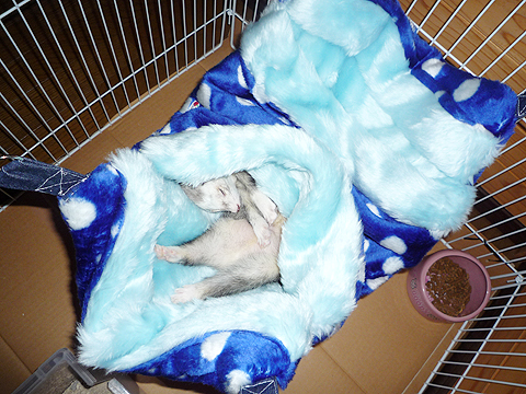 あっという間に眠りに落ちます