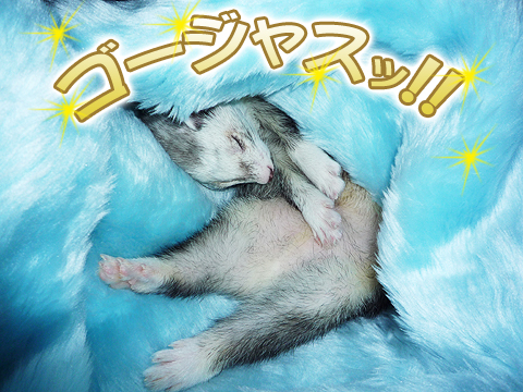 ゴージャス！！