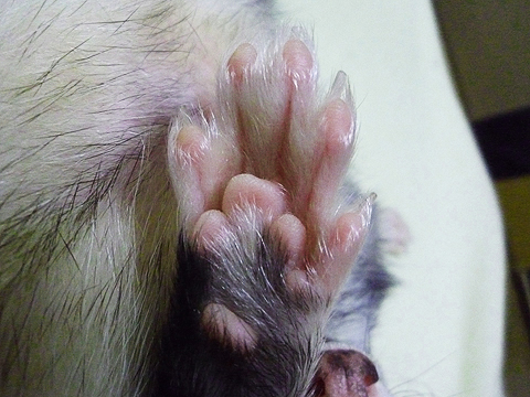 足もこんな感じです