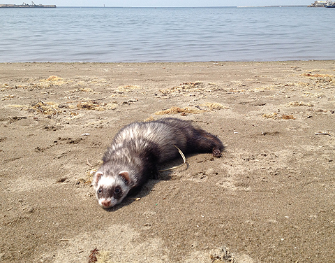 海に来ました。