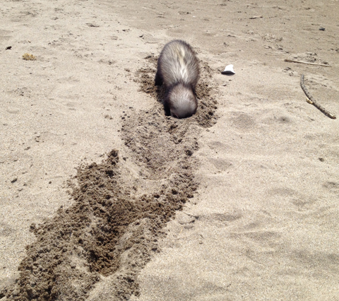 どこまでも掘るの！