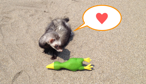 お気に入りのプピ人形です。