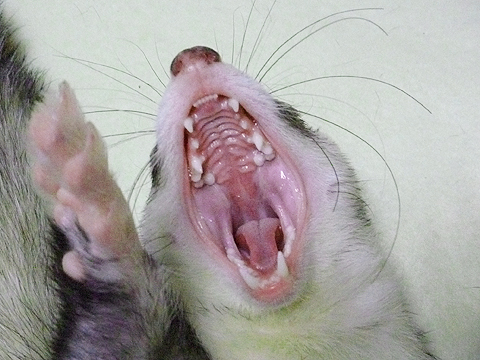 ヒゲは静電気で立ってるわけじゃありません