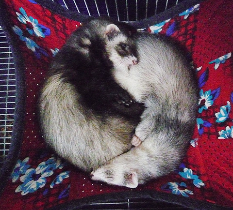 なにかに似てる…