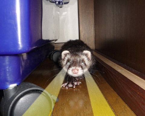 お目目キラーン!