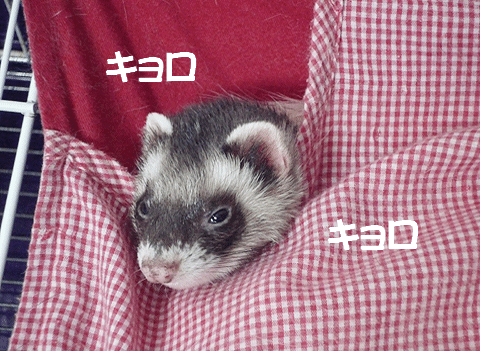 実はキョロキョロ