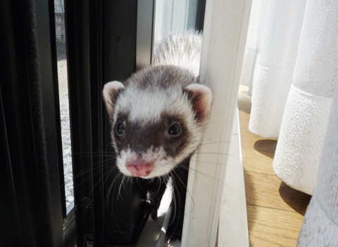 頭だけ、へへ。