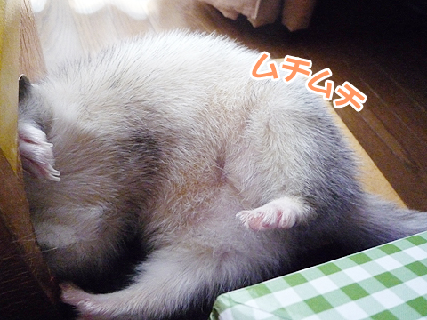 ムチムチ、そしてグニョグニョ