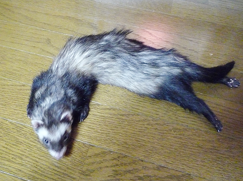 床がポッカポカ