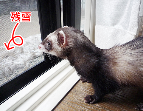 春のにおいを感じます