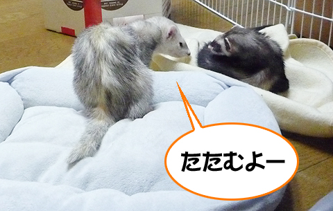 ハル、たたむよ?