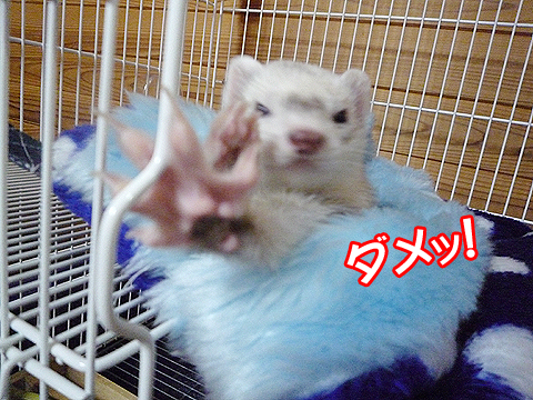 あっ、そんなにアップで写さないで！