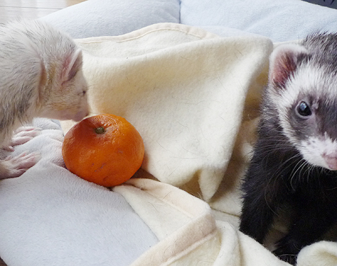 ハル、特別だからね