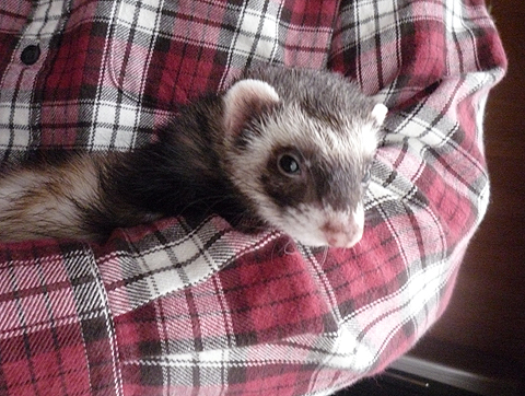 デビューしました