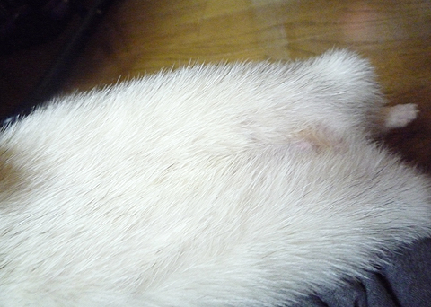 毛替わりチェック