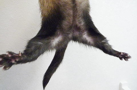 足、パッカー！！