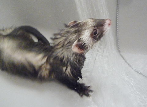 シャワーが始まった?