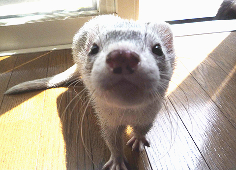 散歩というのをしてみたいっ！。