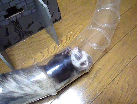 スルスルは楽しいの♪