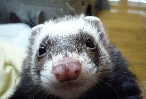 ハル、おまえブサイクだな…