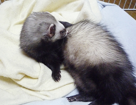 ふんふふん♪毛づくろい?♪