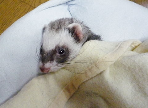 おやすみなさ?い