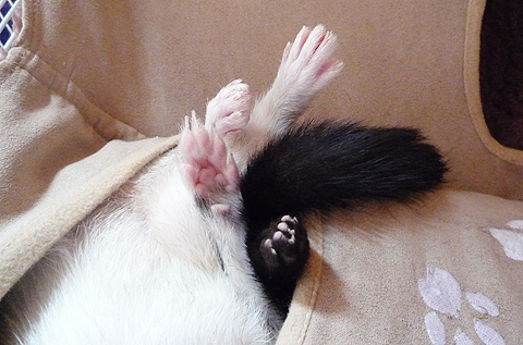 手…かな？足かな？どっち？