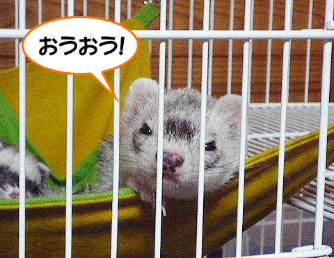 おう、おう！！