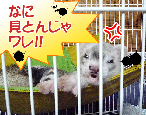 なに見とんじゃぁ、ワレ!! こっち来んかい！顔覚えたゾ！