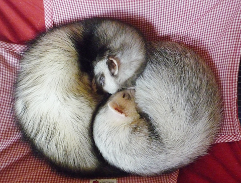 これでグッスリです。