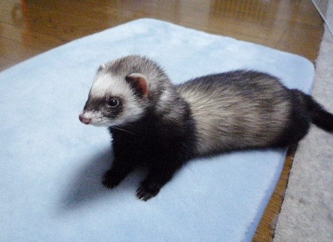 いいじゃないですか！！