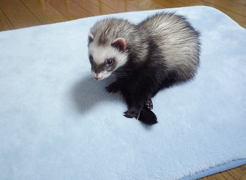 おおっ？このふんわり感…