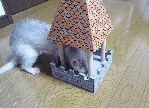 いきなり頂上って…