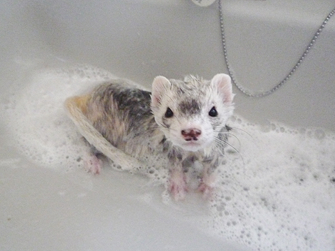 メインのシャンプーです