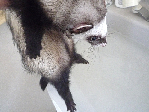 ドキドキドキ…