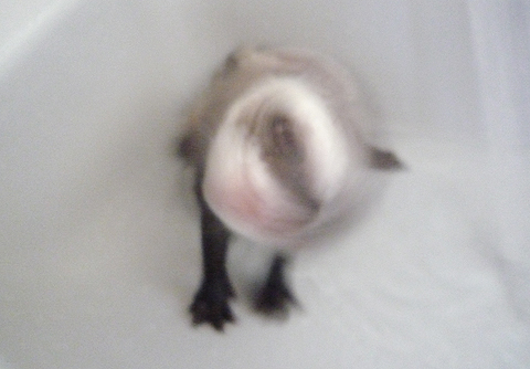 ブルブルブル…