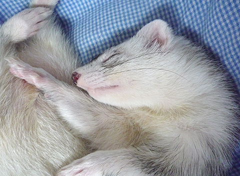 もう夢の中です。