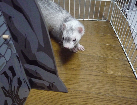 フェレットの夜明けになるかな？