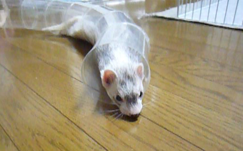 すぐ終わるのが難点