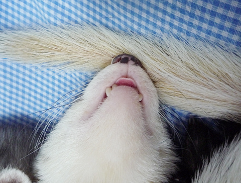 まだまだ熟睡中