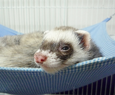 タロウ兄ちゃんが！