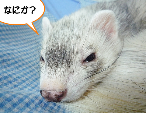 なにか問題でも?？