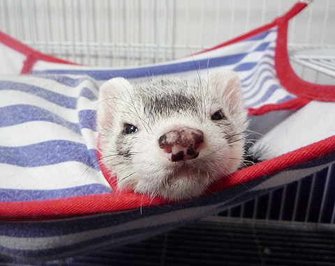 これはタロウ。