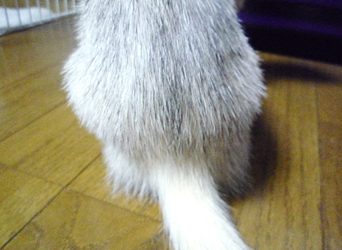 がっしりした腰回り