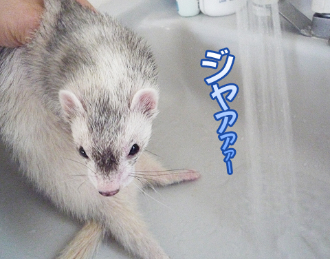 シャワー開始です