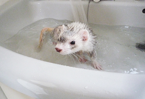 お湯に浸かってます